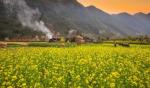 canola-flower-season.png