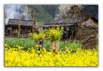 canola-flower-season-2.jpg